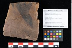 Foto (Objekt + Etikett) von Xylomites liquidambaris Ettingshausen (NHMW-GEO-2024-0188-0054)